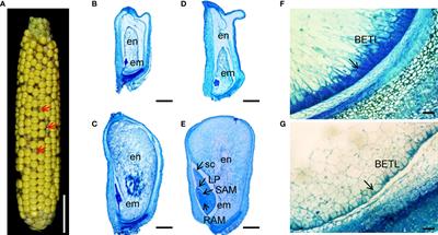 ZmnMAT1, a nuclear-encoded type I maturase, is required for the splicing of mitochondrial Nad1 intron 1 and Nad4 intron 2